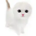 スコティッシュフォールド