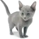 ロシアンブルー