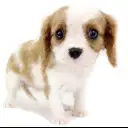 キャバリア・キングチャールズ・スパニエル