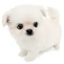 MIX（ペキニーズ×チワワ）