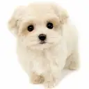 MIX（トイプードル×マルチーズ）