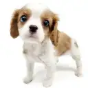 キャバリア・キングチャールズ・スパニエル