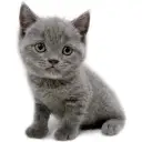 ブリティッシュショートヘア