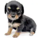 MIX（チワワ×ミニチュアダックスフント）