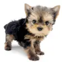 ヨークシャーテリア