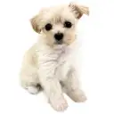 MIX（マルチーズ×トイプードル）