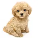 MIX（マルチーズ×トイプードル）