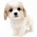 MIX（キャバリアキングチャールズスパニエル×ビションフリーゼ）