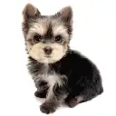 ヨークシャーテリア