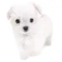 MIX（チワワ×マルチーズ）