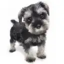 ミニチュア・シュナウザー