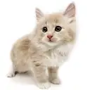 ノルウェージャンフォレストキャット