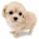 MIX(マルチーズ×トイプードル)