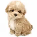 MIX(マルチーズ×トイプードル)