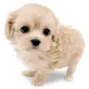 MIX(マルチーズ×トイプードル)