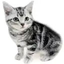 アメリカンショートヘア