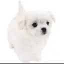 MIX（チワワ×マルチーズ）