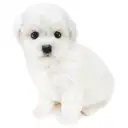 ビションフリーゼ