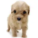 MIX(トイプードル×チワワ)