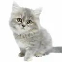 スコティッシュフォールド