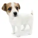 ジャックラッセルテリア