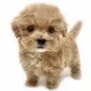 MIX(マルチーズ×トイプードル)