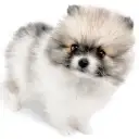 ポメラニアン