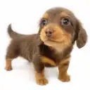 ミニチュア・ダックスフント