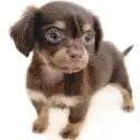 MIX(チワワ×ダックスフント)