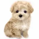 MIX(マルチーズ×トイプードル)