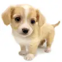 MIX(チワワ×ミニチュアダックスフント)