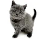 ブリティッシュショートヘア