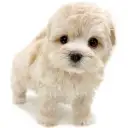 MIX(マルチーズ×トイプードル)