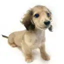 カニンヘン・ダックスフント