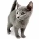 ロシアンブルー