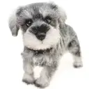 ミニチュア・シュナウザー