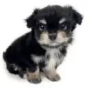 MIX(チワワ×マルチーズ)