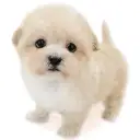 MIX（マルチーズ×トイプードル）