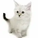 ネヴァマスカレード