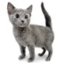 ロシアンブルー