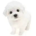 ビションフリーゼ