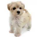 MIX（マルチーズ×トイプードル）