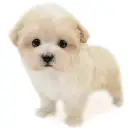 MIX（マルチーズ×トイプードル）