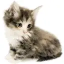 ノルウェージャンフォレストキャット