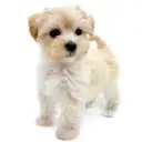 MIX(マルチーズ×トイプードル)