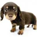 ミニチュア・ダックスフント