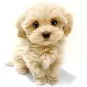 MIX(マルチーズ×トイプードル)