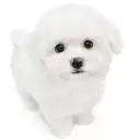 ビションフリーゼ