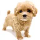 MIX（トイプードル×マルチーズ）