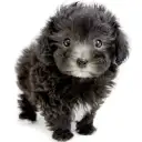 MIX(マルチーズ×トイプードル)